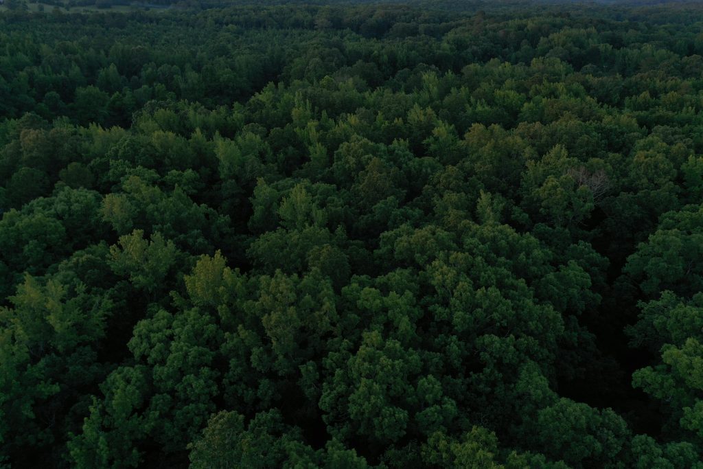 Sienna IM lance un fonds de dette dédié à la biodiversité