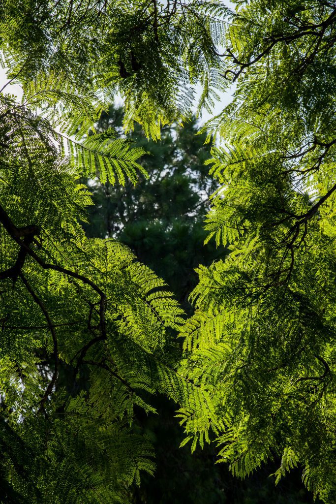 dette privée impact Biodiversité